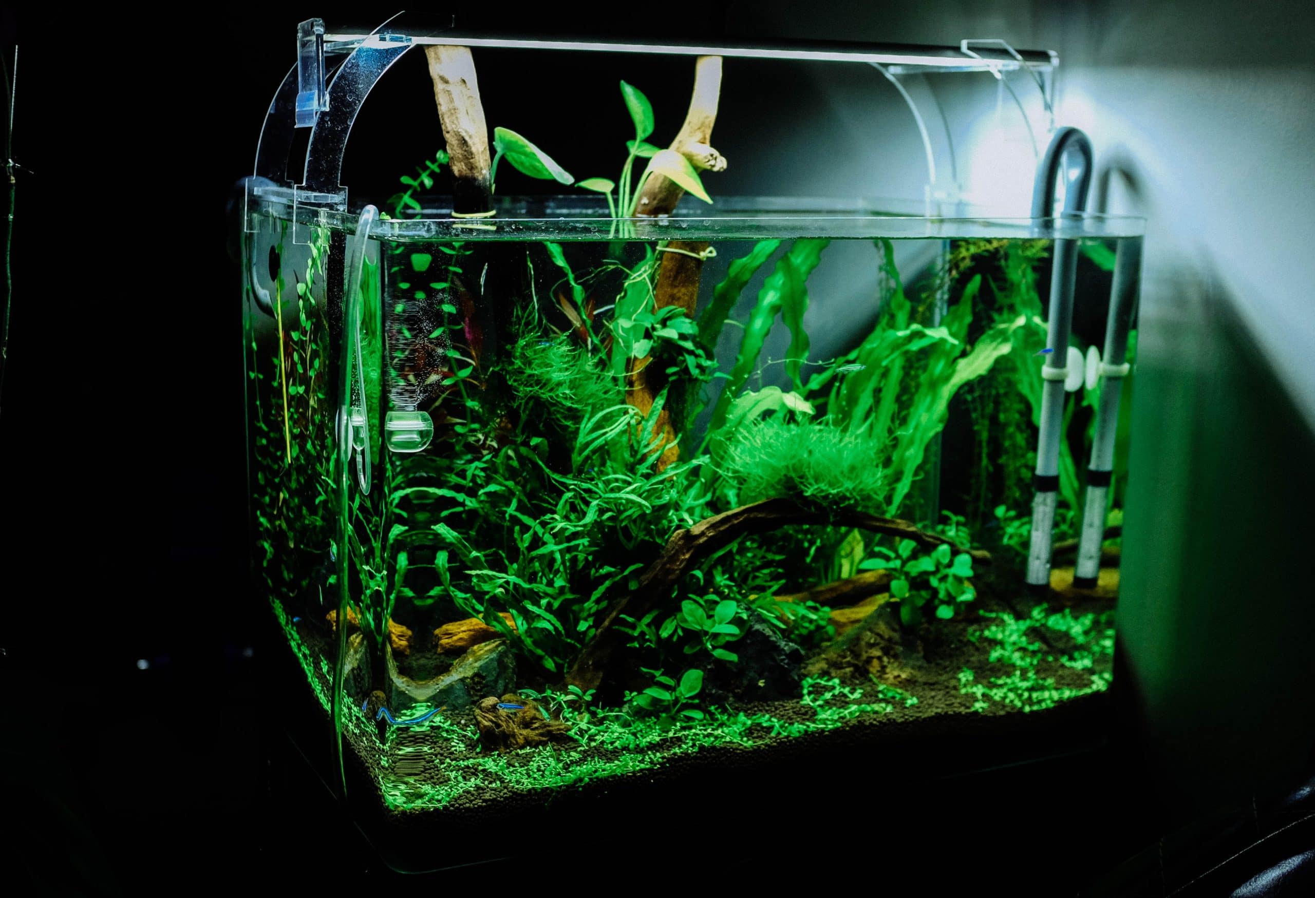 Comment bien utiliser un osmoseur pour aquarium ?
